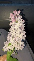 Woman poses with lilac flowers in car in Perm