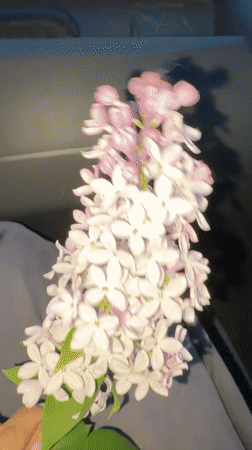 Woman poses with lilac flowers in car in Perm