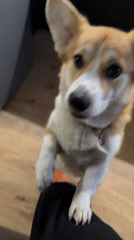 Evening corgi walk documented across Krasnoyarsk cityscape