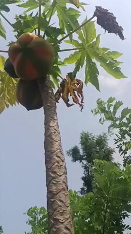 The video showcases a tall papaya tree (Carica papaya) from a low-angle perspective, looking up towards the sky. The tree's slender, textured trunk rises high, topped with a cluster of large, palmate leaves, some vibrant green and others showing signs of yellowing or drying. Several papaya fruits are visible, growing directly from the trunk near the crown. Some fruits are still green, while others display a ripening blend of green and orange hues. The sky overhead is bright with scattered white clouds, indicating daytime. In the background, other green trees and foliage can be seen, suggesting an outdoor, possibly garden or rural, setting. The camera slowly pans around the tree, offering different views of the fruits and leaves against the bright sky.