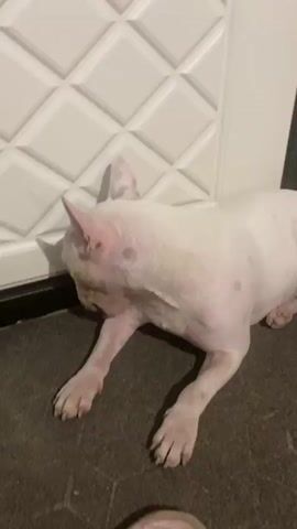 A white bull terrier with pink skin and dark spots on its fur is lying on the floor in front of a white door. The dog is licking its front paw. The door has a diamond pattern. The floor is dark and textured.