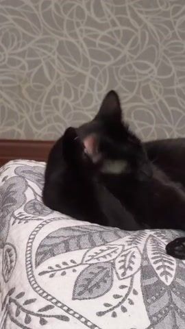 A black cat is lying on a patterned pillow, cleaning its paw with its tongue. The cat is mostly black, with some white fur visible on its ears. The pillow has a gray and white pattern of leaves and vines. The background is a wall with a grey wallpaper featuring a swirling, abstract pattern. The lighting suggests it is indoors, possibly in the evening or on a cloudy day, given the soft, ambient light. The cat appears calm and relaxed as it grooms itself. There is no visible text in the media file. The location context of Kandalaksha, Russia, does not provide any visual cues within the frame itself.