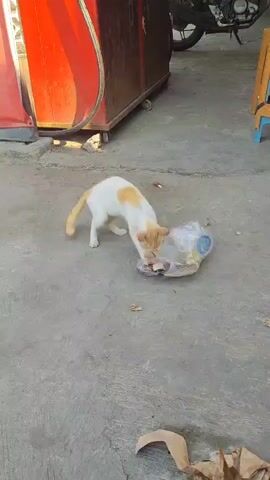 A ginger and white cat is seen rooting through a plastic bag on a concrete surface. The bag is partially filled with debris. In the background, a red and brown structure is visible, along with parts of a motorcycle and a blue chair. The environment appears to be outdoors, possibly an alleyway or a service area.