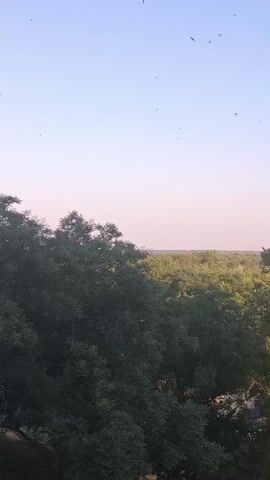 The video shows a wide shot of a landscape under a clear, light blue sky. In the foreground, a dense canopy of dark green trees fills the bottom half of the frame. Their leaves are lush, and the branches create a textured, shadowy mass. Beyond the trees, a distant horizon is visible, characterized by a line of lighter green foliage, suggesting a more open, perhaps savanna-like environment. The sky is mostly clear, with a subtle gradient of light pink near the horizon, transitioning to a pale blue higher up. Scattered across the sky are several small, dark silhouettes of birds in flight. They appear as tiny specks against the vast expanse of the sky, some flying individually, others in small groups. One bird, slightly larger and more defined than the others, is captured mid-flight, its wings spread. The overall impression is one of a tranquil, natural scene, with birds soaring in the open air above a verdant landscape.