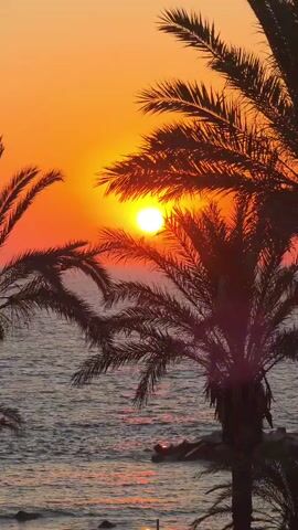 This is a vertical, medium shot video of a sunset over the sea. The sun is a bright, glowing orb positioned in the center of the frame, partially obscured by the fronds of a silhouetted palm tree. The sky is a gradient of fiery orange and soft yellow, indicating it's late evening. The sea below is calm, with gentle ripples reflecting the warm colors of the sunset. Another palm tree is visible to the left, also silhouetted against the vibrant sky. In the foreground, near the water's edge, a rocky shoreline can be seen. The overall mood is serene and picturesque, evoking a sense of tropical tranquility. The video timestamp "00:00" appears briefly at the beginning, indicating the start of the recording. There are no people or explicit objects besides the natural elements and the palm trees. The location is contextually identified as Hlorakas Community, Cyprus, which aligns with the visual cues of a Mediterranean sunset over the sea with palm trees.