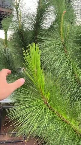A person's hand reaches out to touch the needles of a large pine tree. The tree has long, green needles and appears to be outdoors, with some greenery visible in the background. The person's hand is in focus, and the needles of the tree are also clearly visible. The video is shot from a close-up perspective, focusing on the interaction between the hand and the tree.