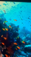 Coral reefs, coastal shores, and churning water in marine footage
