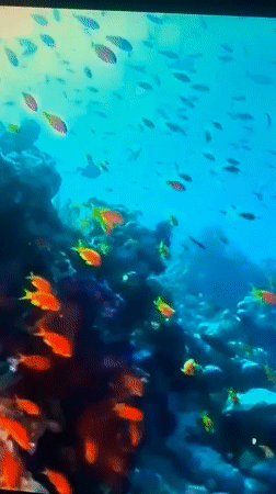 Coral reefs, coastal shores, and churning water in marine footage