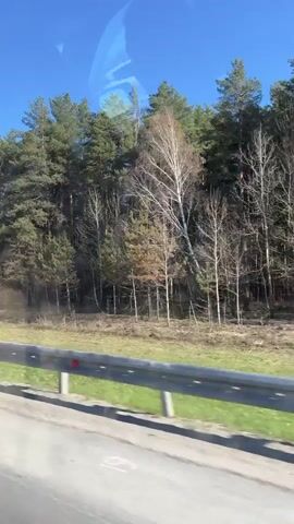 The video shows a view from inside a moving vehicle, likely a car or bus, on a sunny day. The camera is focused on the scenery passing by, primarily a forest with a mix of evergreen and birch trees. A green field separates the forest from the road, and a gray guardrail is visible in the foreground. The sky is clear and blue. No people are visible.