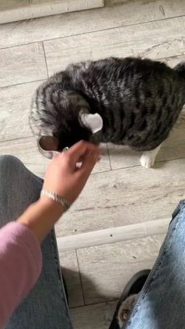 A person's hand wearing a bracelet and a ring pets a tabby cat sitting on a light-colored wooden floor. The cat is black and gray with distinctive tabby markings. The person is wearing blue jeans and a pink sweater. The perspective is from the person's lap, looking down at the cat. The cat's head is down, and its body is partially obscured by the person's hand and lap. The environment appears to be indoors.