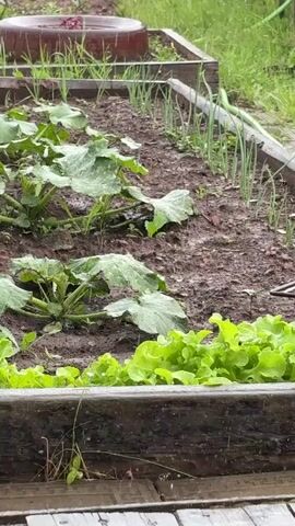 A raised garden bed is shown with rows of plants. In the foreground, there is lettuce. Behind the lettuce, there are several plants with large, green leaves, possibly squash or zucchini plants. Further back, there are rows of green onions. The soil appears wet, and there are water droplets on the leaves of the plants, suggesting it is raining or has recently rained. The garden bed is made of wood. In the background, there is a brown circular object, possibly a planter or a lid, and more greenery. A green hose or similar object is visible on the ground to the left. The overall scene depicts a garden during or after rainfall.