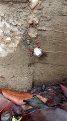 Red ants carry food items in Tinaquillo, Venezuela