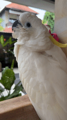 Sulphur-crested cockatoo spotted on wooden perch in Ubud