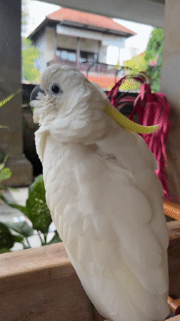 Sulphur-crested cockatoo spotted on wooden perch in Ubud