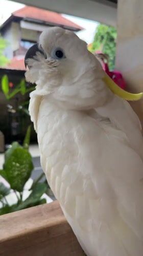 Sulphur-crested cockatoo spotted on wooden perch in Ubud
