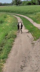 Rural morning scenes documented across Ustyvytsia, Ukraine