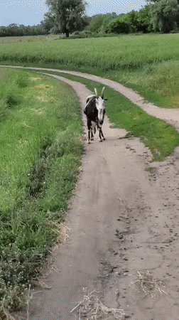 Rural morning scenes documented across Ustyvytsia, Ukraine