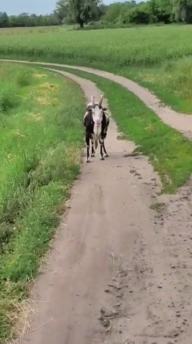 Rural morning scenes documented across Ustyvytsia, Ukraine