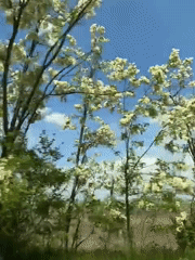 Spring blooms captured from moving vehicle in Kryvyi Rih