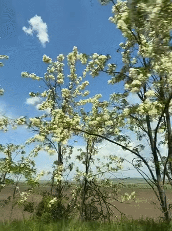 Spring blooms captured from moving vehicle in Kryvyi Rih