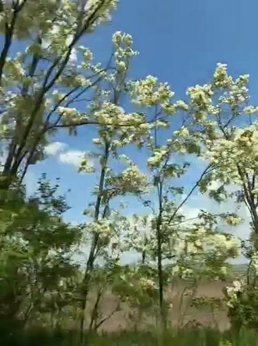 Spring blooms captured from moving vehicle in Kryvyi Rih