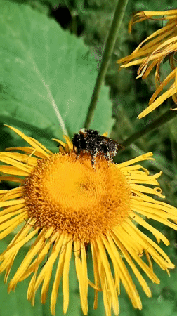Nature walk through forested hills with wildflowers and old rail tracks