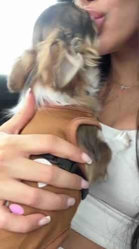 Small dog spotted with owner in car, Burgas