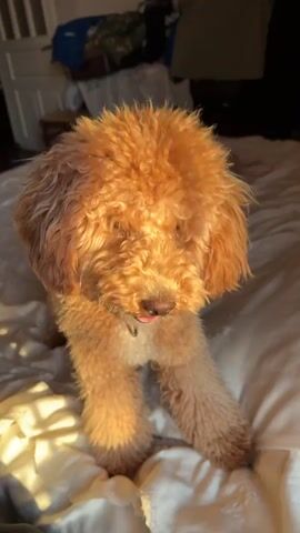 A light brown dog with curly fur is sitting on a white bed. The dog is looking down and to the right. Sunlight is streaming in from the left, casting shadows across the bed. The dog is wearing a red and black collar. In the background, there are some clothes draped over a chair and what appears to be a wooden dresser.