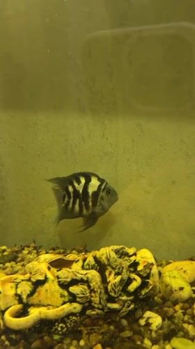 Home aquarium fish and pets in a Volgograd apartment