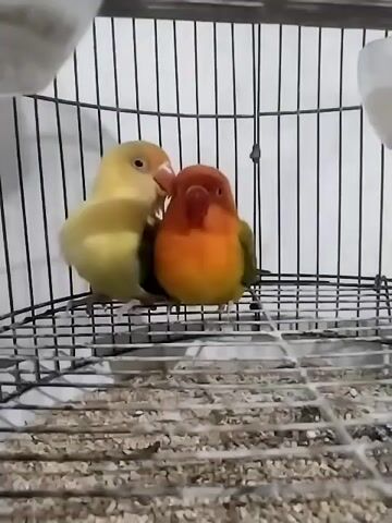 The video shows two small lovebirds perched next to each other on a metal grate inside a cage. The bird on the left is predominantly yellow with some green on its back. The bird on the right is orange on its chest and face, with green on its back and wings. Both birds have red beaks. The cage appears to be a standard bird cage with thin metal bars. The background is a white wall. The lighting is somewhat dim. The birds are still for most of the short clip, with slight head movements.