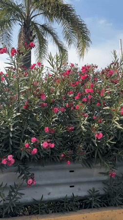 Red flowers bloom beside highway in Tlaxcalancingo, Mexico