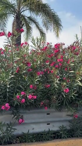 Red flowers bloom beside highway in Tlaxcalancingo, Mexico