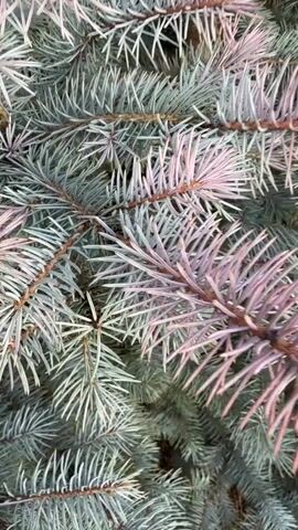 The video shows a close-up of the branches of a blue spruce tree. Some of the branches have a pink hue. The overall effect is of a dense, textured pattern of needles. The branches are tightly packed together, and the color contrast between the blue-green and pink creates a visually interesting scene.