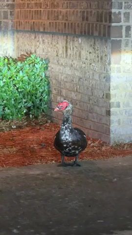 The video shows a dark-colored duck with white speckles standing on a paved surface in front of a brick wall. The duck has a red, fleshy face and a red beak. To the left of the duck, there is a dense green bush. The ground around the bush is covered in orange mulch. The lighting in the scene appears to be artificial, possibly from overhead lights, casting shadows. The duck is facing the camera and appears to be stationary. The overall environment suggests an outdoor setting, possibly near a building.