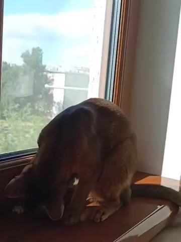 A short video shows an Abyssinian cat sitting on a wooden windowsill, looking out a window. The cat is a tawny brown color with dark markings. It is grooming itself, with its head bent down and its paw near its face. A small yellow toy is on the windowsill to the left of the cat. Outside the window, trees and a building can be seen. The sun is shining, casting a warm glow on the scene, suggesting it is daytime. The window appears to be a standard casement window, possibly in a residential setting. The wooden windowsill is polished and reflects the light. The cat's posture and focus suggest a calm and contemplative mood. No text is visible in the video.