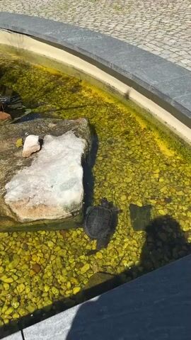 A turtle swims in a shallow pond. The pond has a rocky bottom and is surrounded by a concrete edge. Sunlight casts shadows on the water.