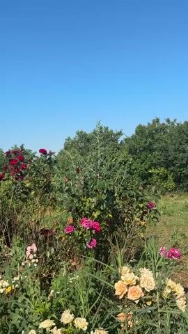 This is a video of a rose garden on a sunny day in Yegorlykskaya, Russia. The scene is dominated by lush green foliage and a variety of roses in different shades of pink, red, and cream. The sky is a clear, vibrant blue, suggesting fair weather. The garden appears to be in a rural or semi-rural setting, with the dense trees forming a backdrop.

The camera pans across the garden, showcasing the blooming roses and the surrounding greenery. The light suggests it is daytime, likely mid-morning or afternoon, given the brightness and the clear sky. There are no people visible in the video. The activity is purely observational, capturing the natural beauty of the garden.

Notable details include the different stages of bloom on the roses, from tightly budded to fully open. Some of the rose bushes appear well-maintained, while others seem more wild and untamed. The overall impression is one of natural abundance and the simple beauty of a summer garden. The video evokes a peaceful and serene emotion. There is no visible text within the media file.