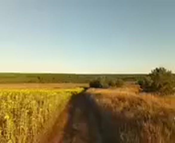 The video shows an aerial view of a rural landscape. The sky is clear and blue. In the foreground, there is a dirt road leading through fields of tall, dry grass. To the left, there is a field of sunflowers. In the middle ground, there are a few scattered trees and bushes. In the background, there is a dark green forest. The sun appears to be low in the sky, casting long shadows and illuminating the dry grass with a golden light. The overall impression is one of a peaceful, sun-drenched countryside.