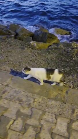 A calico cat walks along a paved walkway next to a rocky shoreline. The ocean is on the right, with waves gently lapping against the rocks. In the distance, a lighthouse and some structures can be seen on the horizon. The sky is a soft twilight hue.