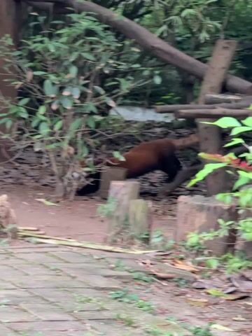 The video shows a red panda walking on the ground. The red panda has reddish-brown fur on its back and a long, bushy tail with alternating rings of red and black. Its legs and belly are black. The panda is walking through an area with trees, logs, and leafy plants. The ground is covered in leaves and dirt. A brick walkway is visible in the foreground.  There is a person speaking in the background.