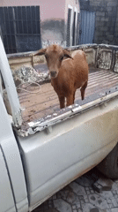 Brown goat rides in the back of a white pickup truck