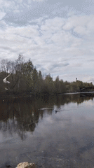 Peaceful river scene with wildlife captured under cloudy skies
