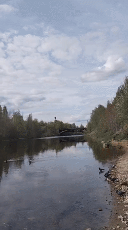 Peaceful river scene with wildlife captured under cloudy skies