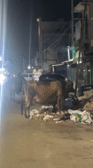 Cows forage on narrow street in Tiruvannamalai at night