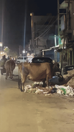 Cows forage on narrow street in Tiruvannamalai at night