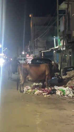 Cows forage on narrow street in Tiruvannamalai at night