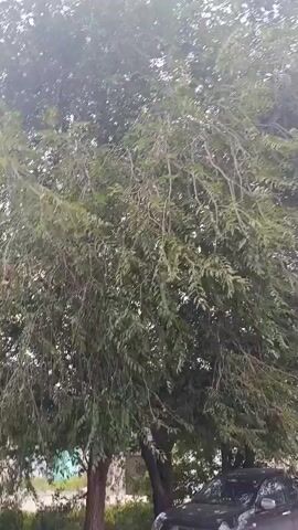 A time-lapse video shows the branches of a tree swaying in the wind under a cloudy sky. The branches and leaves are green, and the sky is filled with gray clouds. There are other trees in the background, and a few power poles are visible. The video appears to have been filmed outdoors during the daytime.