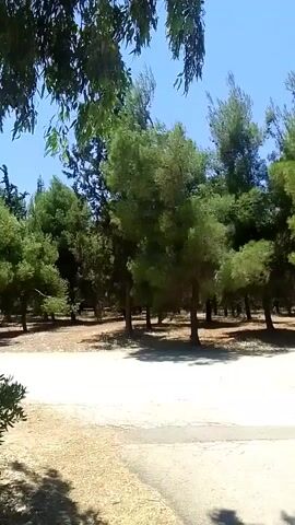 The video captures a slow panning shot of a park on a sunny day. The park features a line of tall, slender trees with green foliage against a clear blue sky. The ground is a mix of light-colored gravel and sand. Several pieces of outdoor exercise equipment, in bright yellow and orange, are visible, along with a few park benches and streetlights. The scene suggests a tranquil and well-maintained public space, possibly a recreational area or a section of a larger park.
