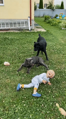 Backyard summer morning: kids, dogs, and garden details