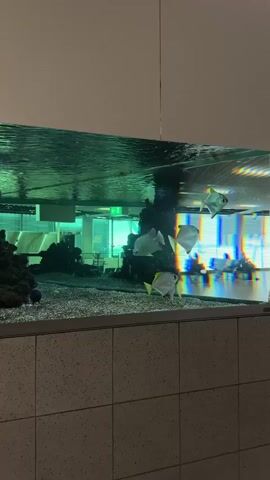 A large, rectangular aquarium is prominently displayed in an indoor setting. The tank features a pebbled bottom and dark, rocky decorations on the left side. Several silvery, flat-bodied fish, possibly silver moony, swim gracefully within the clear water. Their bright, reflective scales catch the light, with some exhibiting subtle yellow markings near their fins.

The water's surface reflects the overhead lighting and a blurred background, which appears to be a modern public space. Reflections of people and various architectural elements, including what looks like a green "EXIT" sign, are visible through the water's surface and the opposite side of the tank. The aquarium is set into a wall, with white tiled panels forming the base beneath it and light-colored panels above. The overall atmosphere is calm and serene. An audible announcement can be heard in the background.
